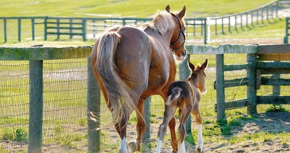 Mare and foal grazing in sunny pasture by wooden fence