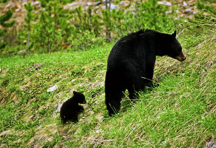 Black bear with cub foraging in grassy alpine meadow near forest