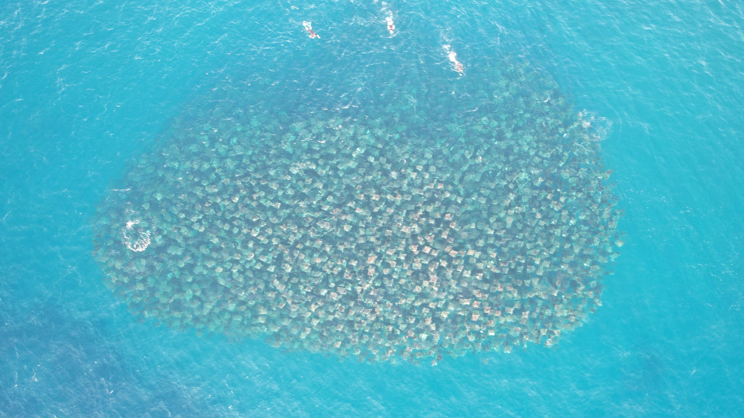 Mobula Safari: Swim with Mobula Rays in the Sea of Cortez
