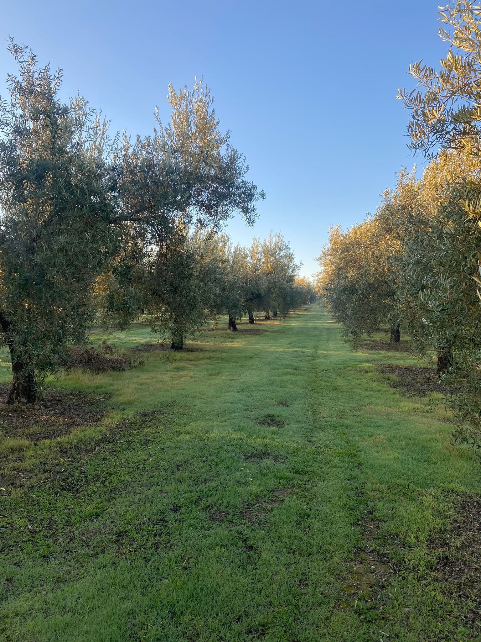 Olive Oil Tasting & Picnic Among Olive Trees at Almazara O-MED (near Granada) photo 4