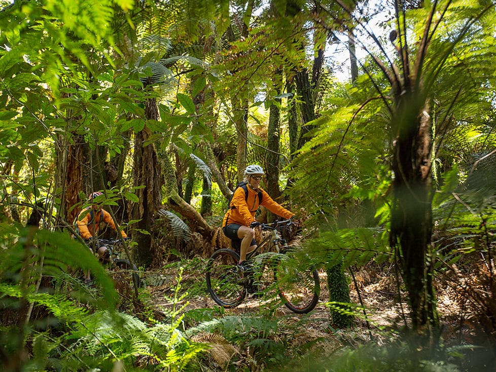 Scenic Ongarue to Timber Trail Lodge Shuttle: Your Gateway to New Zealand’s Premier Cycle Adventure