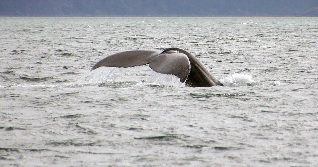 Gray whale tail fluke visible while cruising calm coastal waters