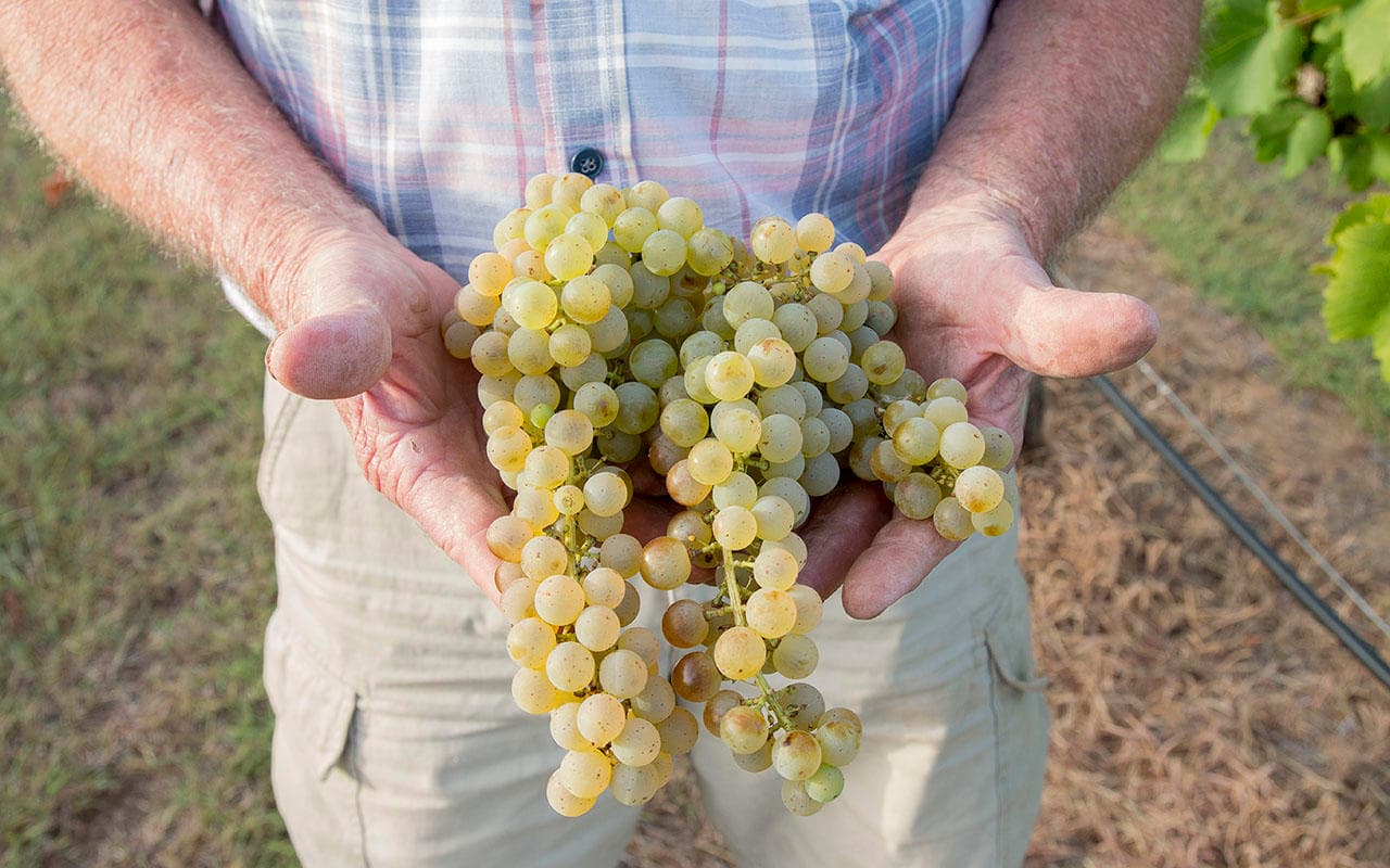 Guided Winery & Vineyard Tour at Lost Oak Winery in Burleson