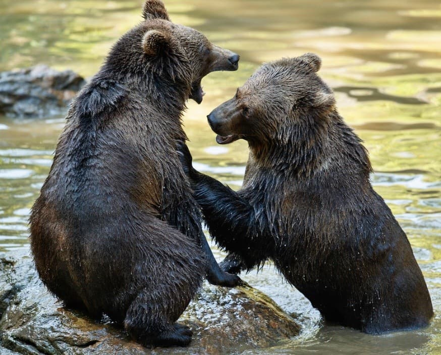 Alaskan Adventure Films in Anchorage: Bears, the 1964 Quake, and Iditarod History photo 2