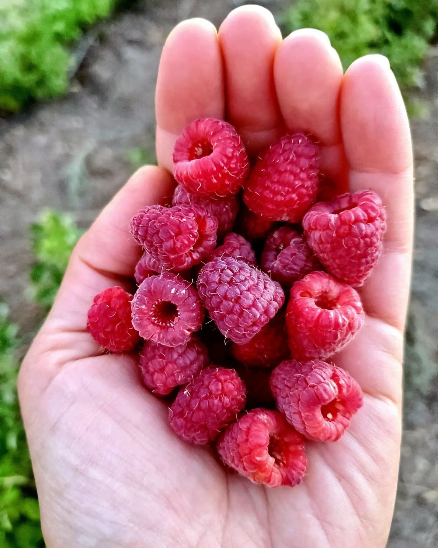 Berry-Picking at Fort Cross Old Timey Adventures in Arizona