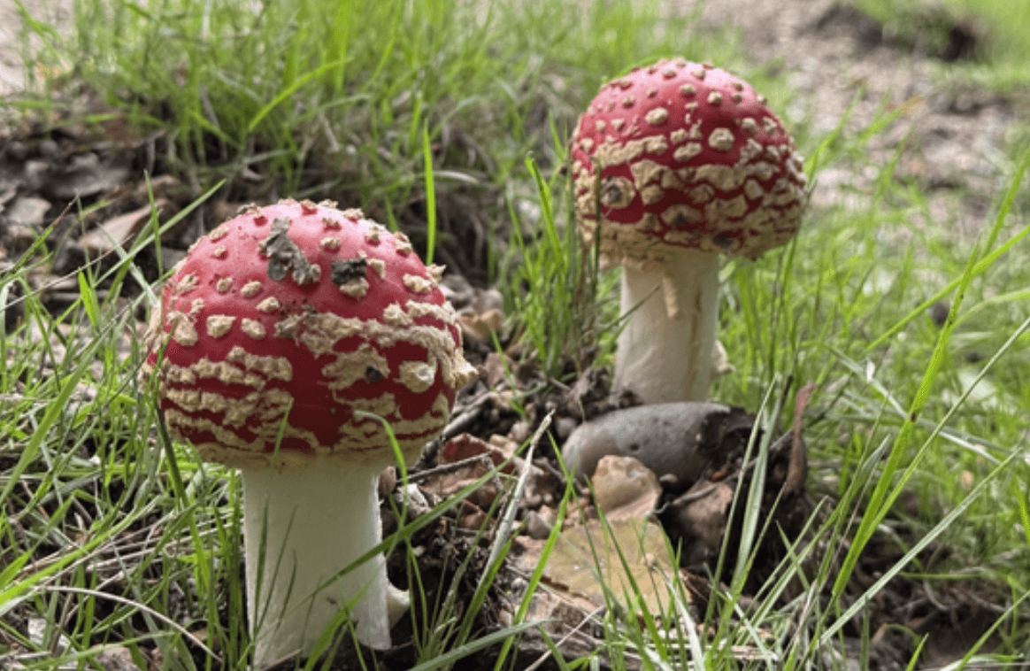 Autumn Treasures in the New Forest: Guided Walks, Folklore & Fungi photo 2