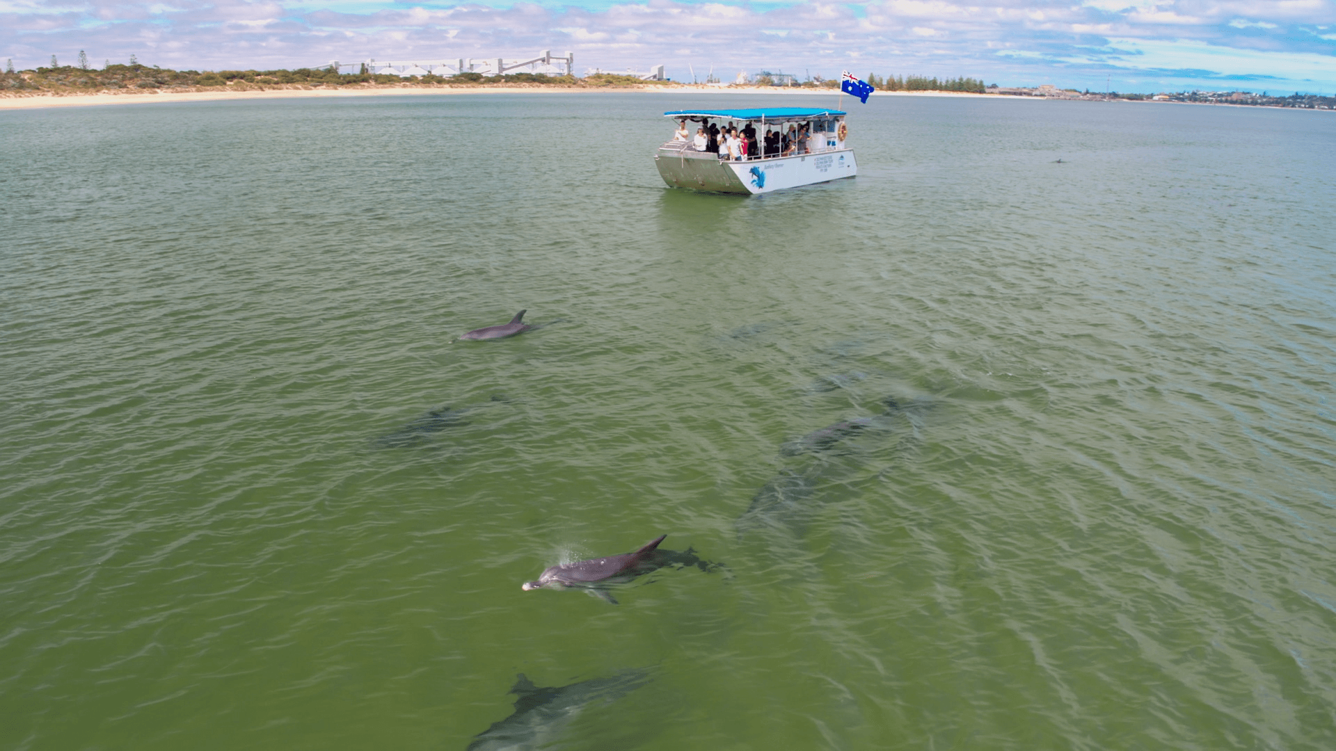 Dolphin Eco-Cruise in Koombana Bay: Up-Close Bottlenose Dolphin Encounters in Bunbury