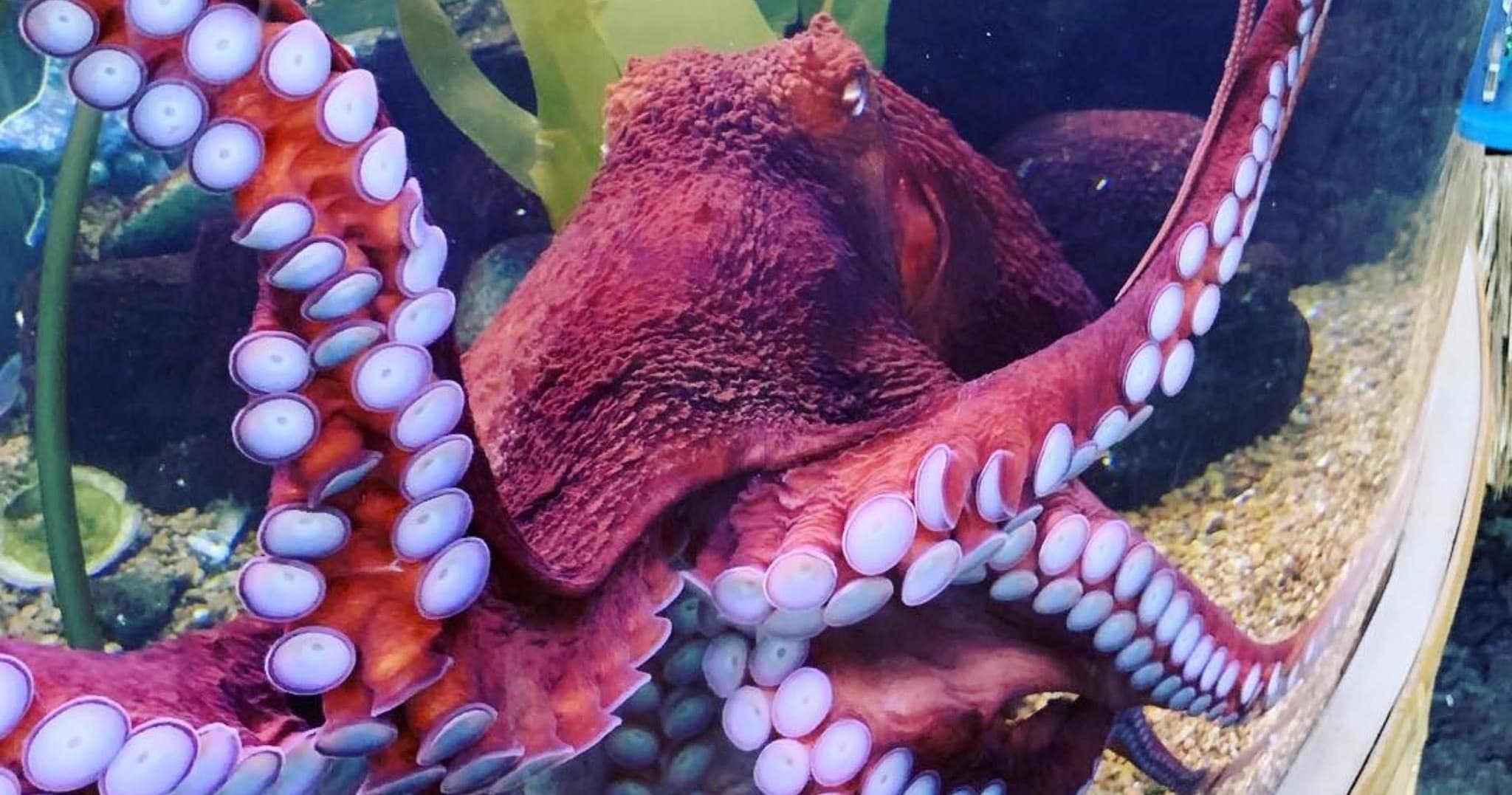 Invertebrate Investigations at Downtown Aquarium Denver photo 1