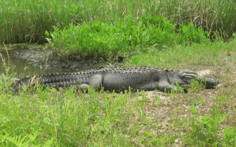 Explore Hilton Head Island’s Wild Side on an Alligator & Wildlife Tour