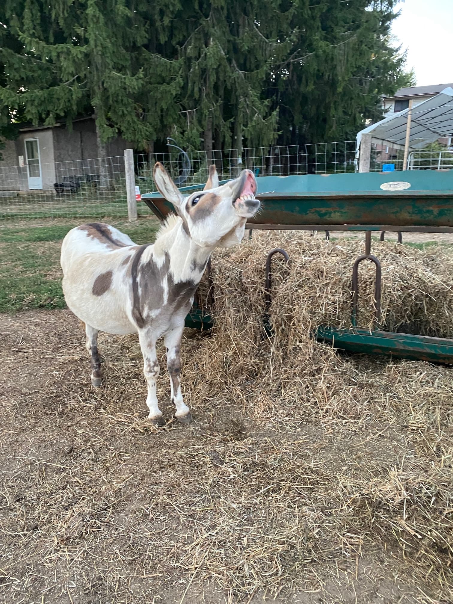 Sunset With Mini Donkeys: Private Farm Picnic Near Bright, Ontario