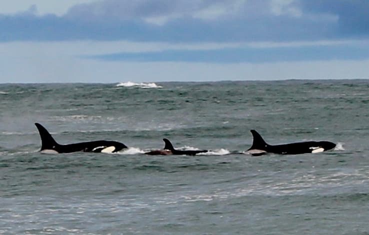 Orcas swimming near coastal waters during marine wildlife tour