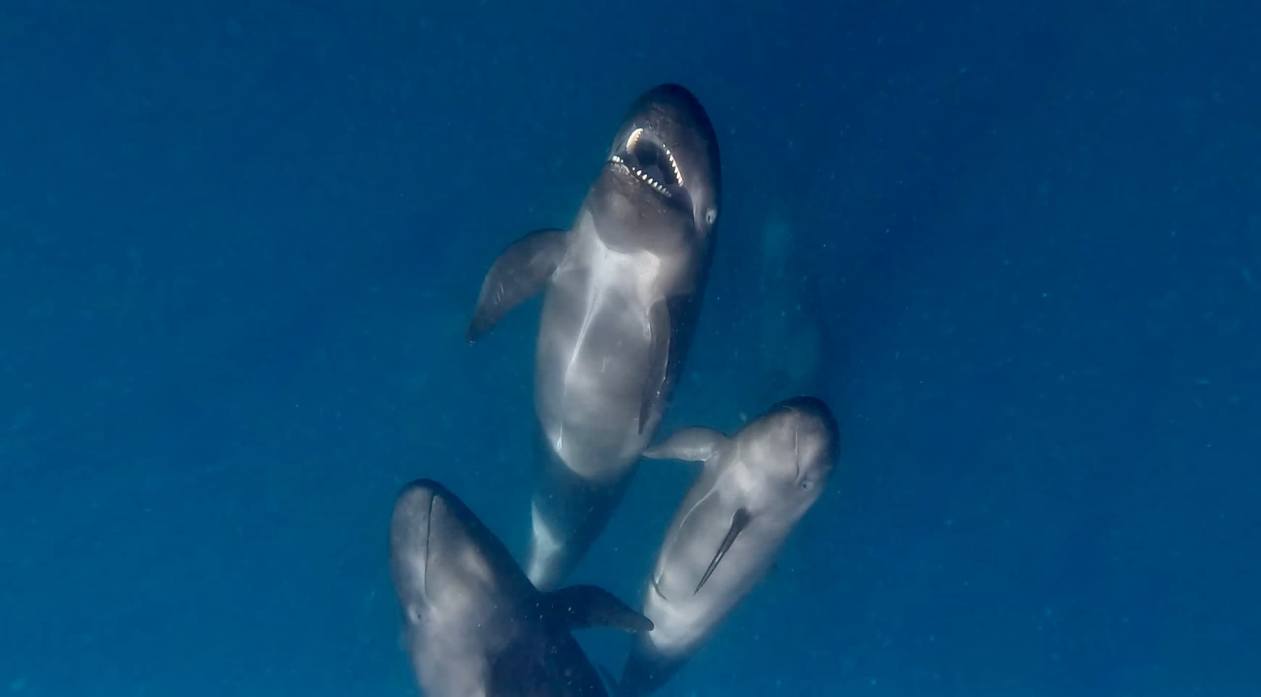 Waitlist Opportunities with Silver Shark Adventures in Los Angeles