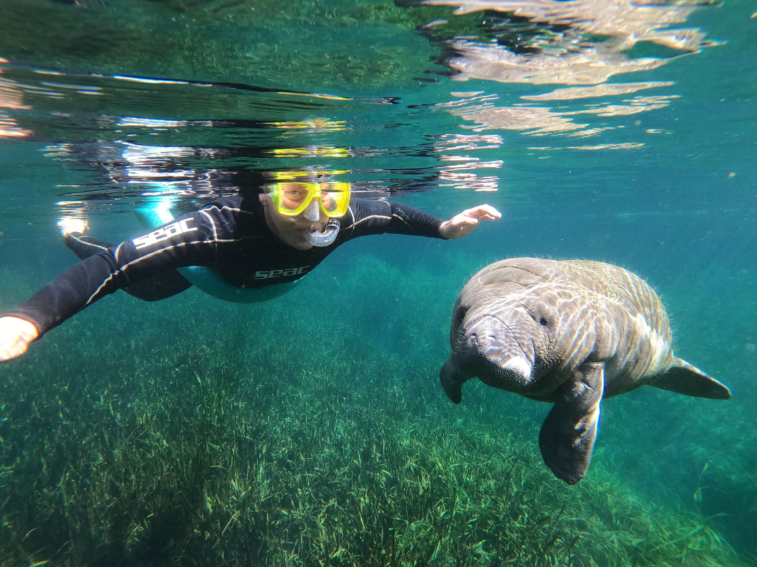 Semi-Private Manatee Snorkeling in Crystal River, Florida