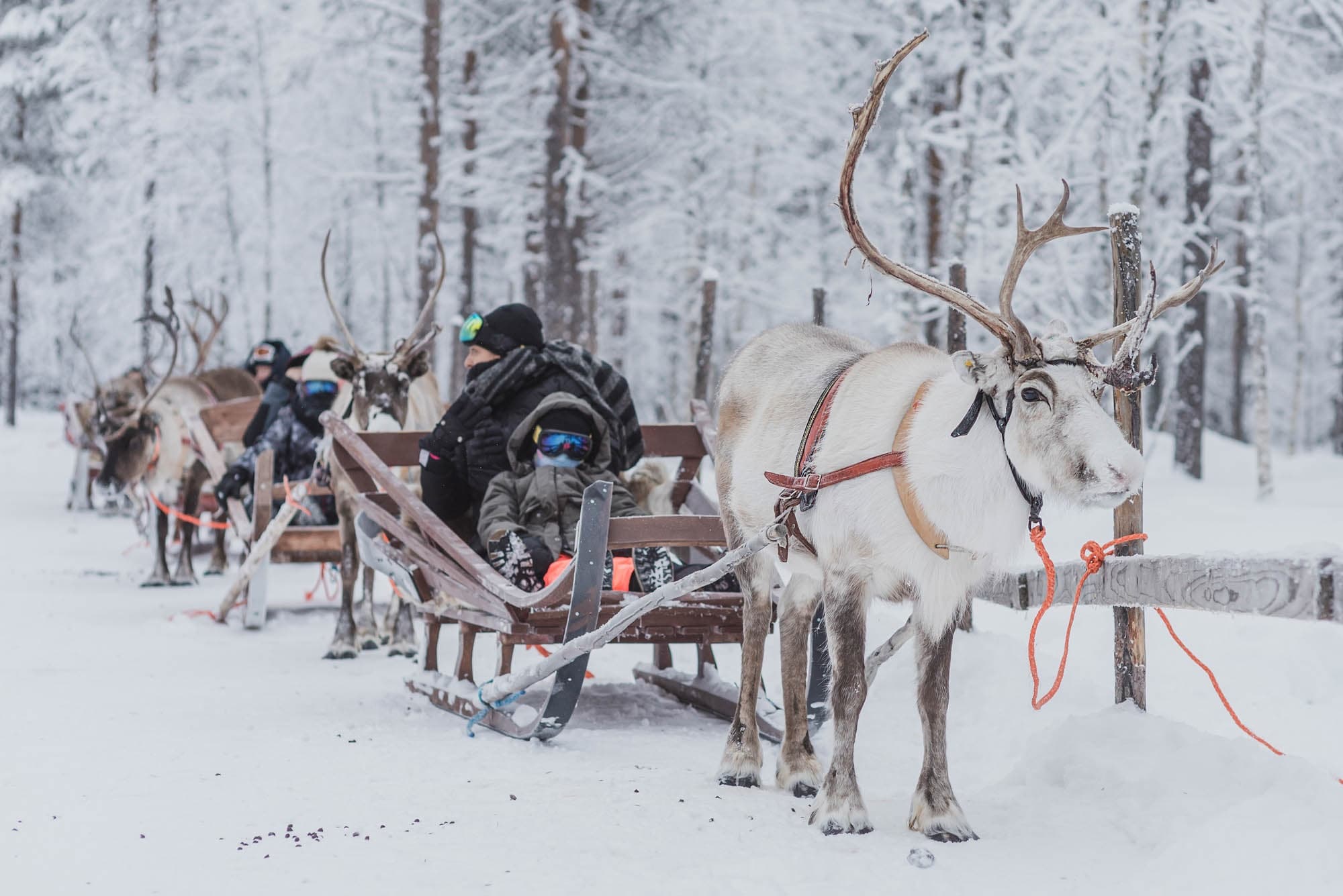 Reindeer Sleigh Ride with Polar Lights Tours in Sirkka