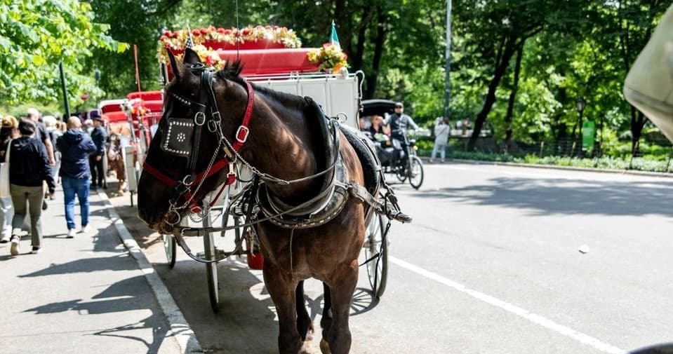 Central Park Guided Horse Drawn Carriage • 40 Minutes | Guided Tour in New York | 