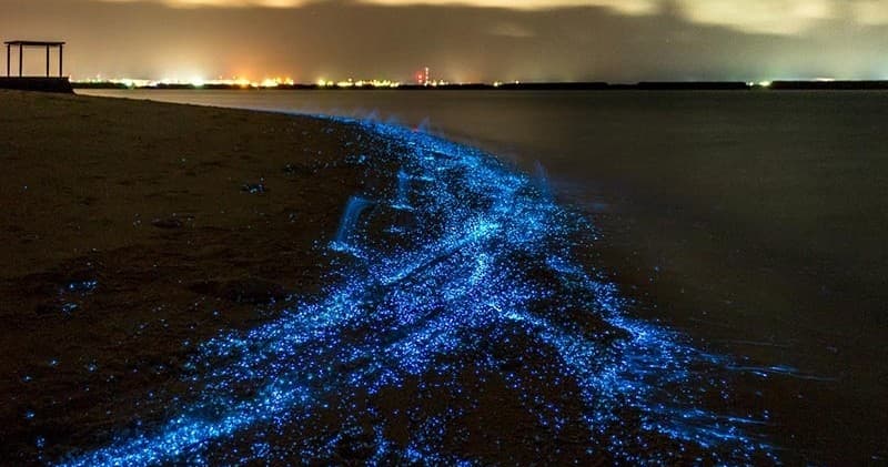 Bioluminescent blue waves glowing along nighttime beach
