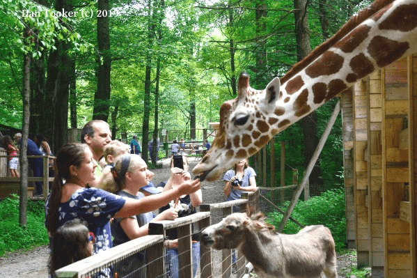 Visitors feeding a giraffe at outdoor zoo exhibit