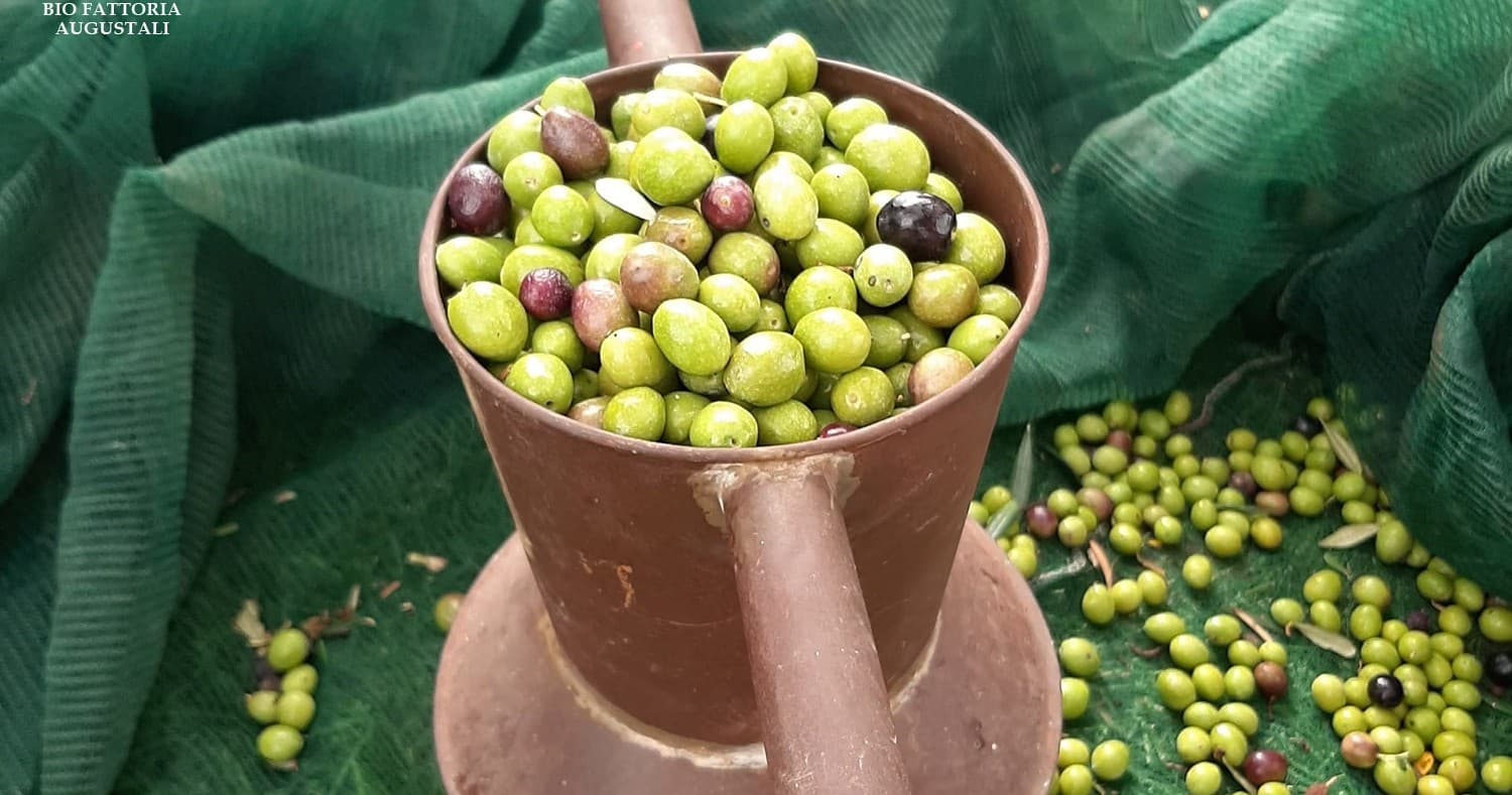 Olive Picking & Tasting in Sicily at Farm Experiences & Tours