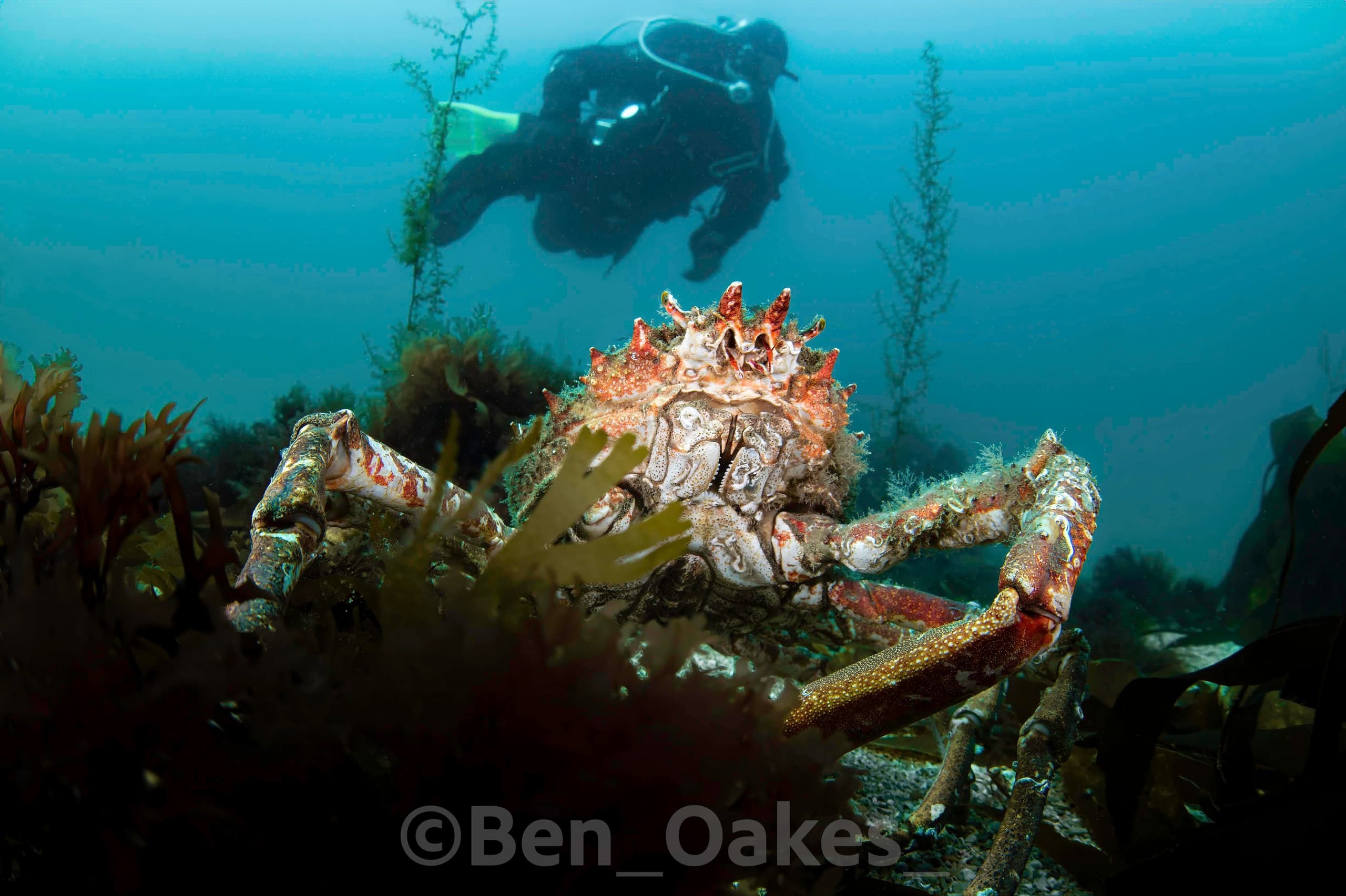 Guided Shore Diving with Karleyth Diving in Cornwall