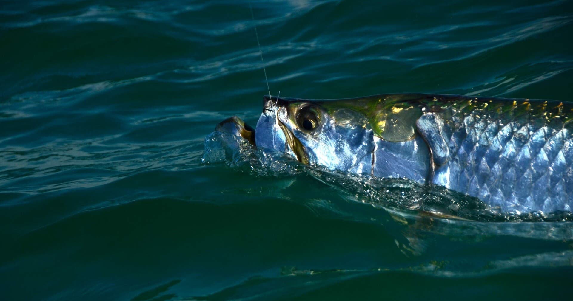 Water-Activities: Fin & Feather Inshore Fishing Charters in Tampa Bay