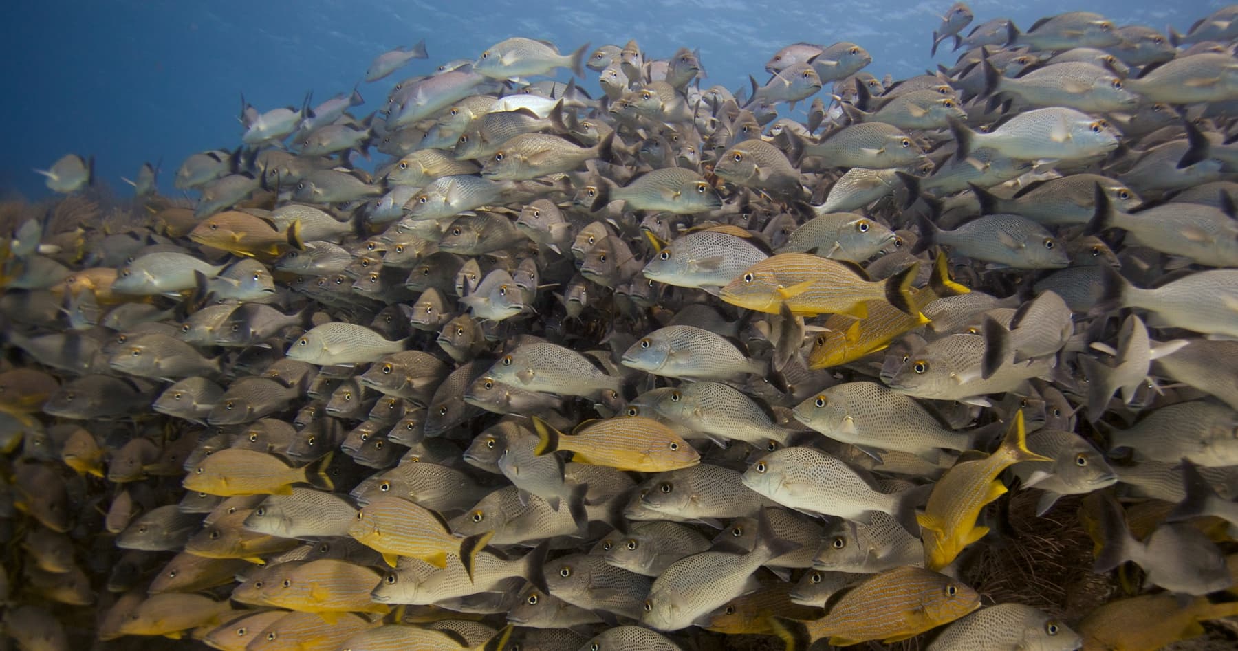 Two-Tank Reef Adventures: Ocean Dive Playa del Carmen on the Mesoamerican Reef photo 3