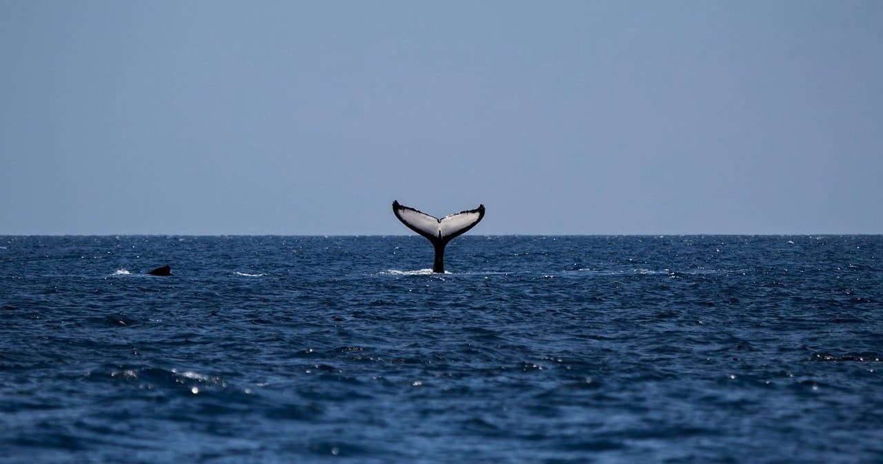 Whaling History on Water with Nantucket By Water