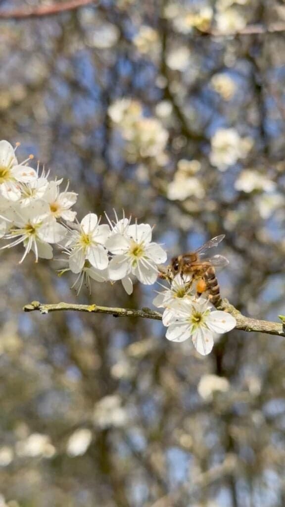 Forest Awakening: Spring Guided Walks in the New Forest photo 4