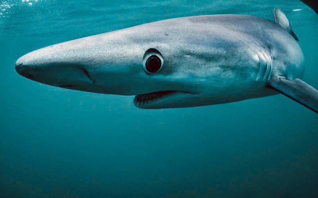 Boat Charters in Pembrokeshire: Discover Celtic Deep Marine Life
