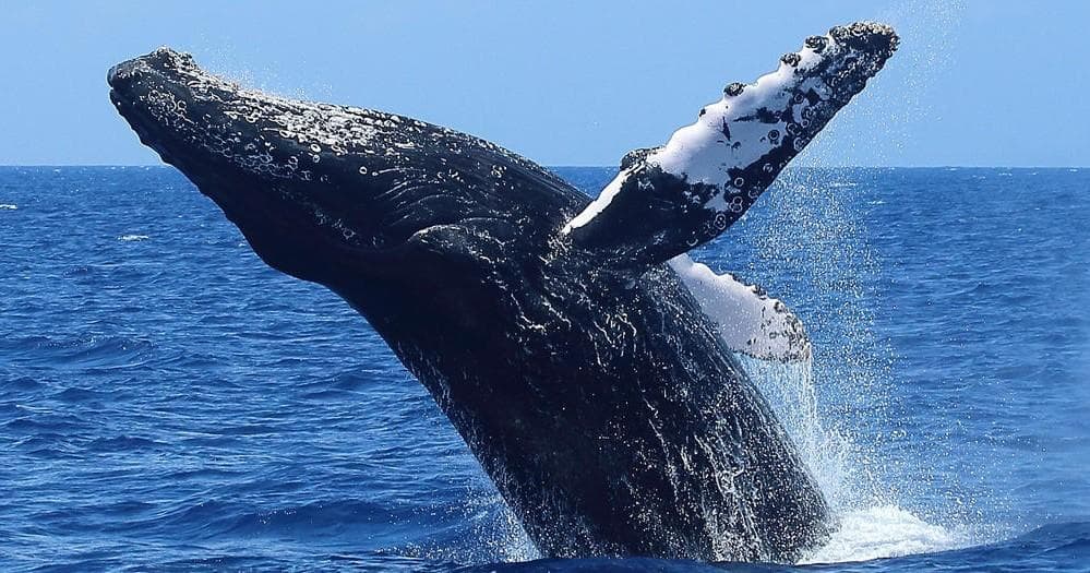 Whale Watch Adventure in Kihei, Hawaii with Kai Kanani