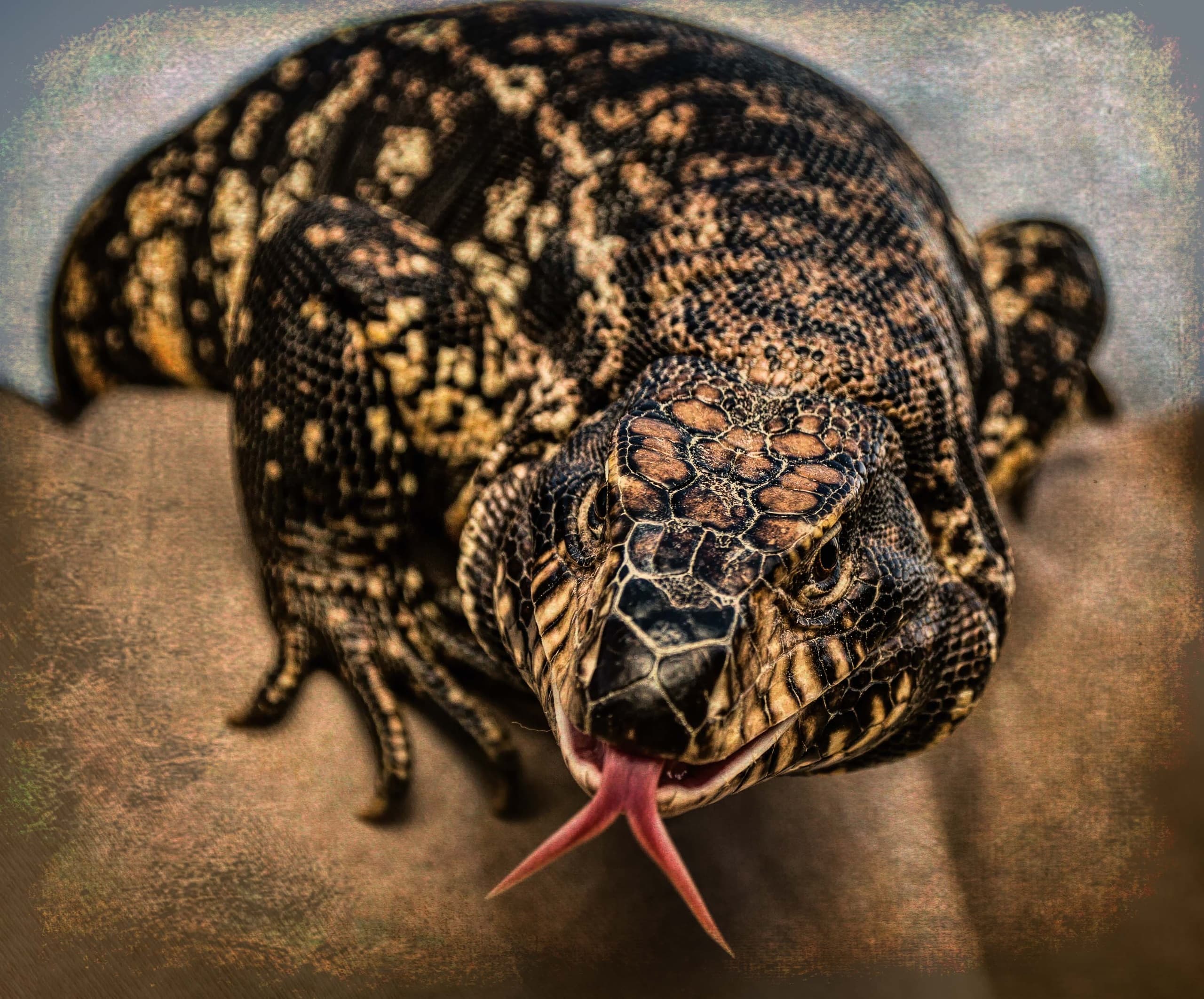 Wildlife Education at Heritage Park Zoological Sanctuary