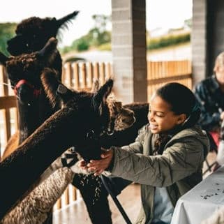 Land Adventures with Macclesfield Alpacas: MaccPacas Experience