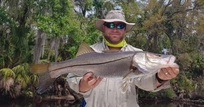 Angler holding large snook in mangrove backwater fishing trip