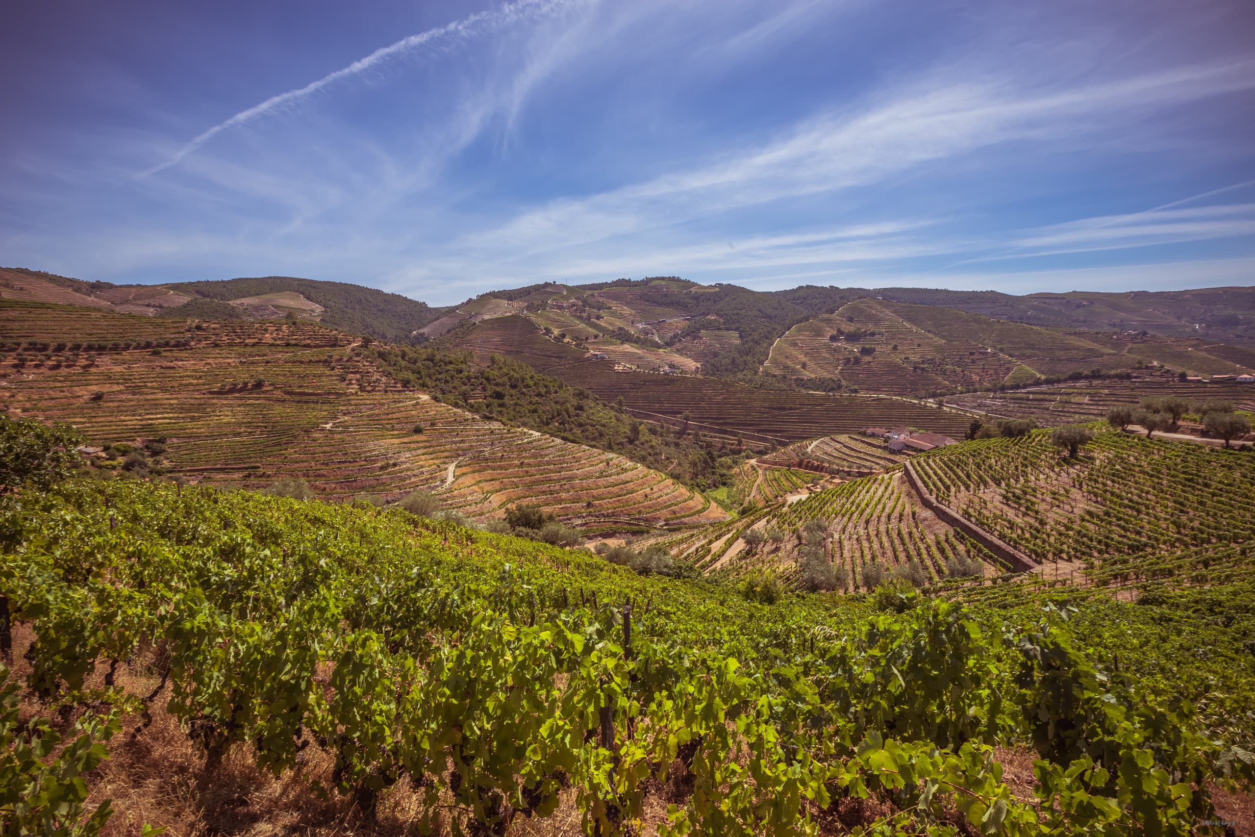 Morphosis Vineyard Walk & Private Wine Tasting on the Pinhão River