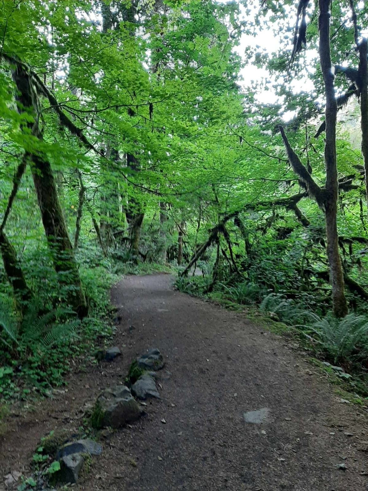 Forest Bathing and Tea Ceremony: Two-Hour Wellness Walk from Portland photo 1