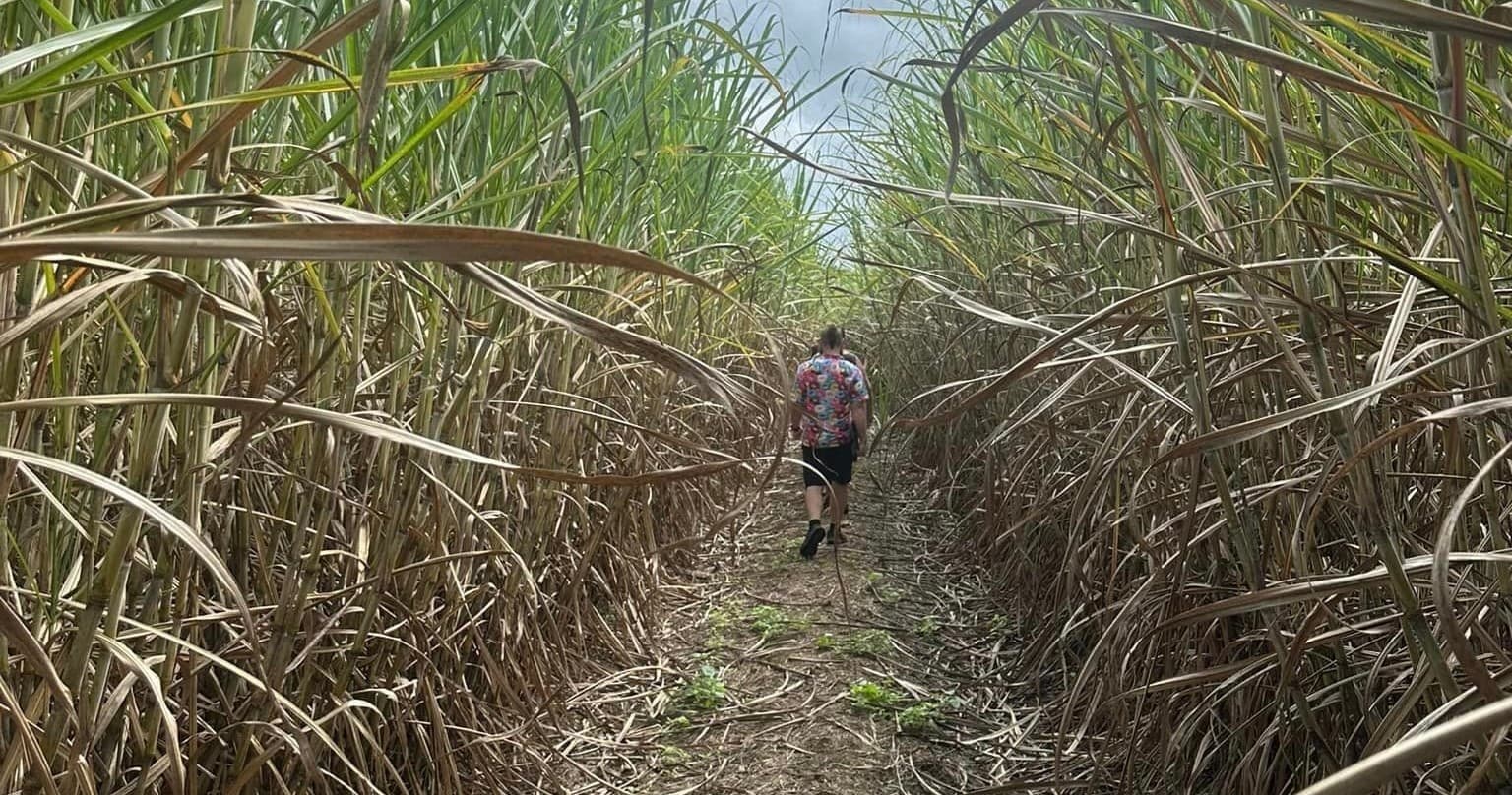 Hiker walking through tall sugarcane maze at rural farmstay