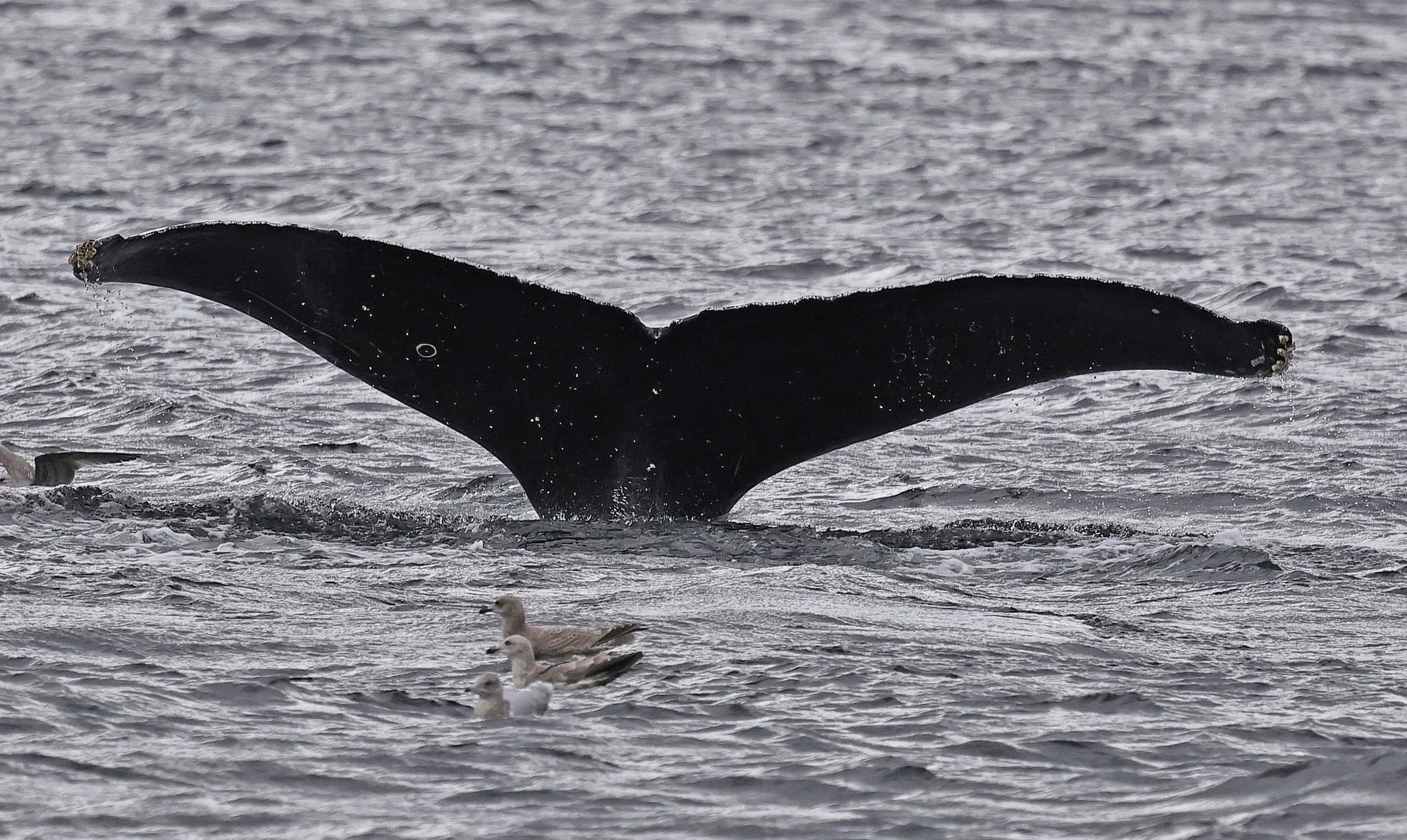 Whales and Lunch! Four-Hour Wildlife Cruise from Ketchikan