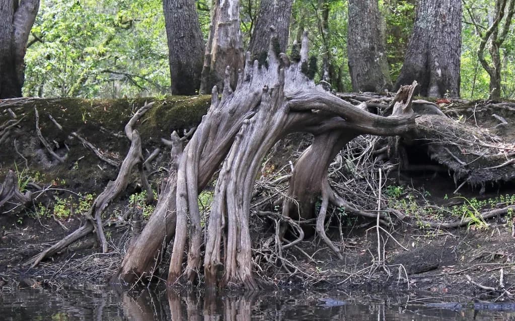 Paddle Ebenezer Creek: Private Guided Kayak Tour with Backwater Expeditions photo 1