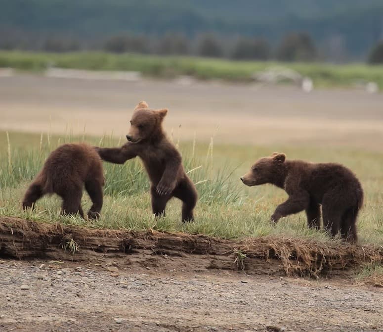 Floatplane Bear Viewing to Katmai from Homer: Seaplane Wildlife Tours