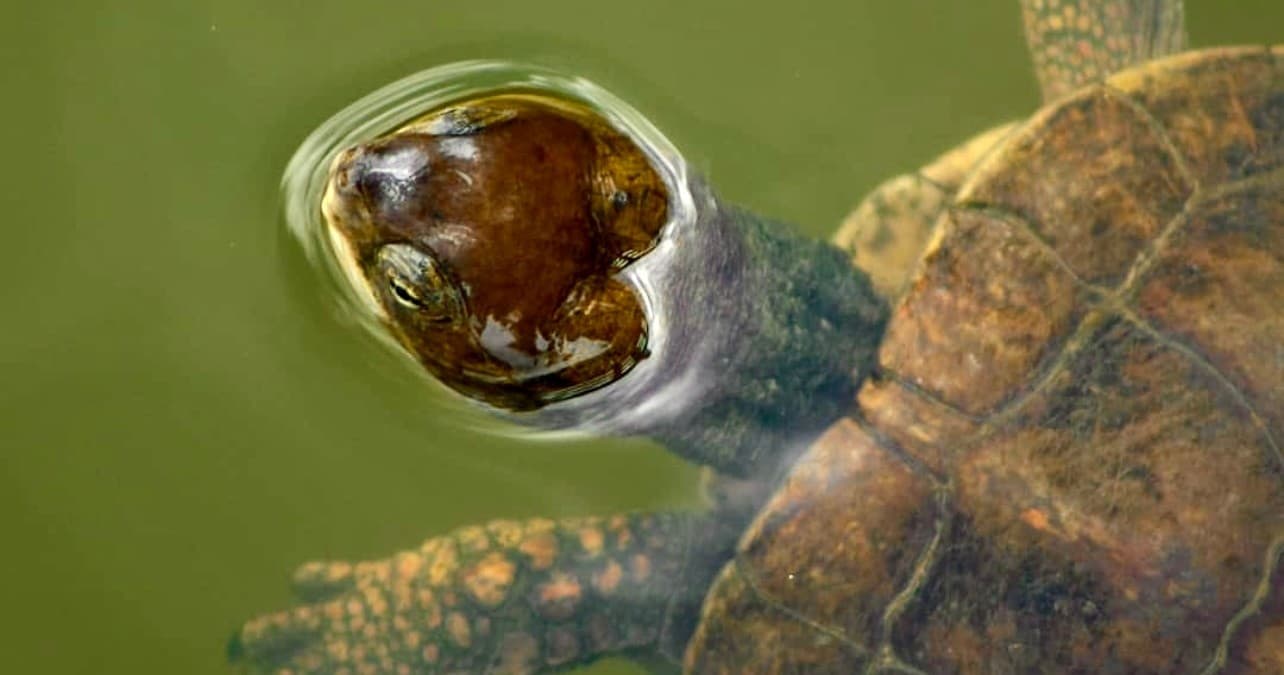 Freshwater turtle poking head above green water in close-up