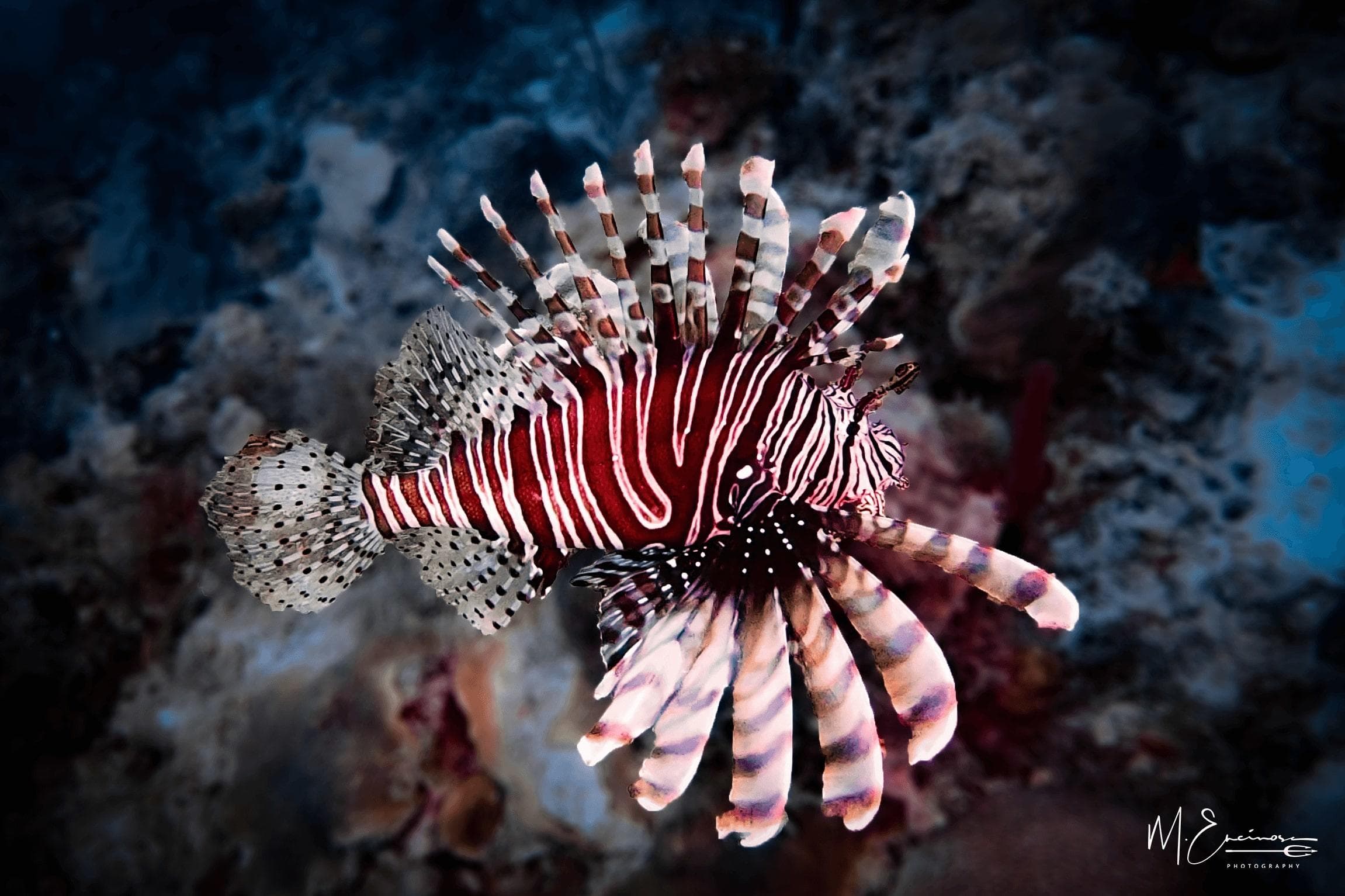 Water Activities with Scuba Works: Lobster & Spearfishing Adventure