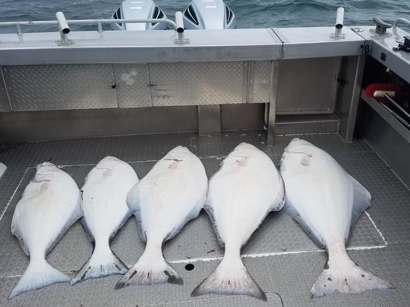 Halibut Fishing in Homer with Alaska Gulf Coast Expeditions