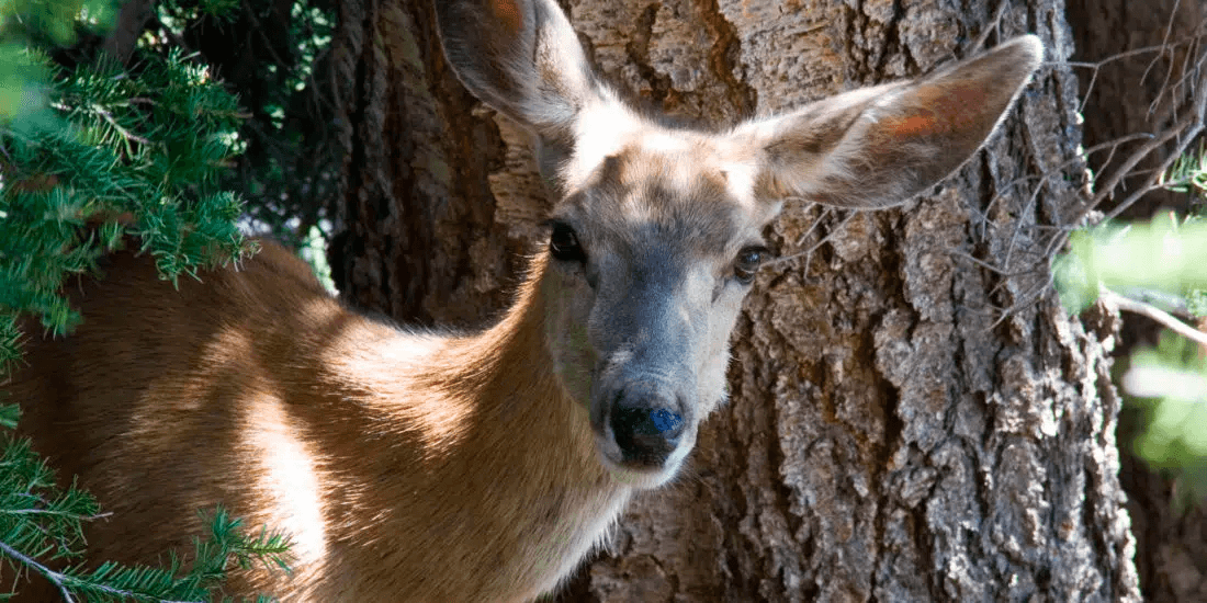 Yellowstone & Grand Teton Wildlife & Scenic Tours