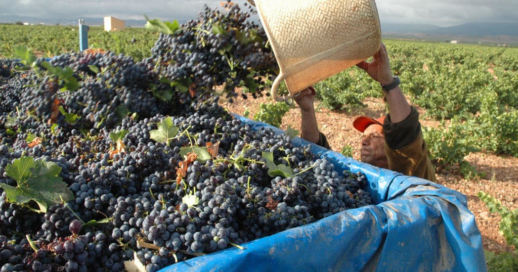 Workers pouring harvested grapes into bin at vineyard harvest