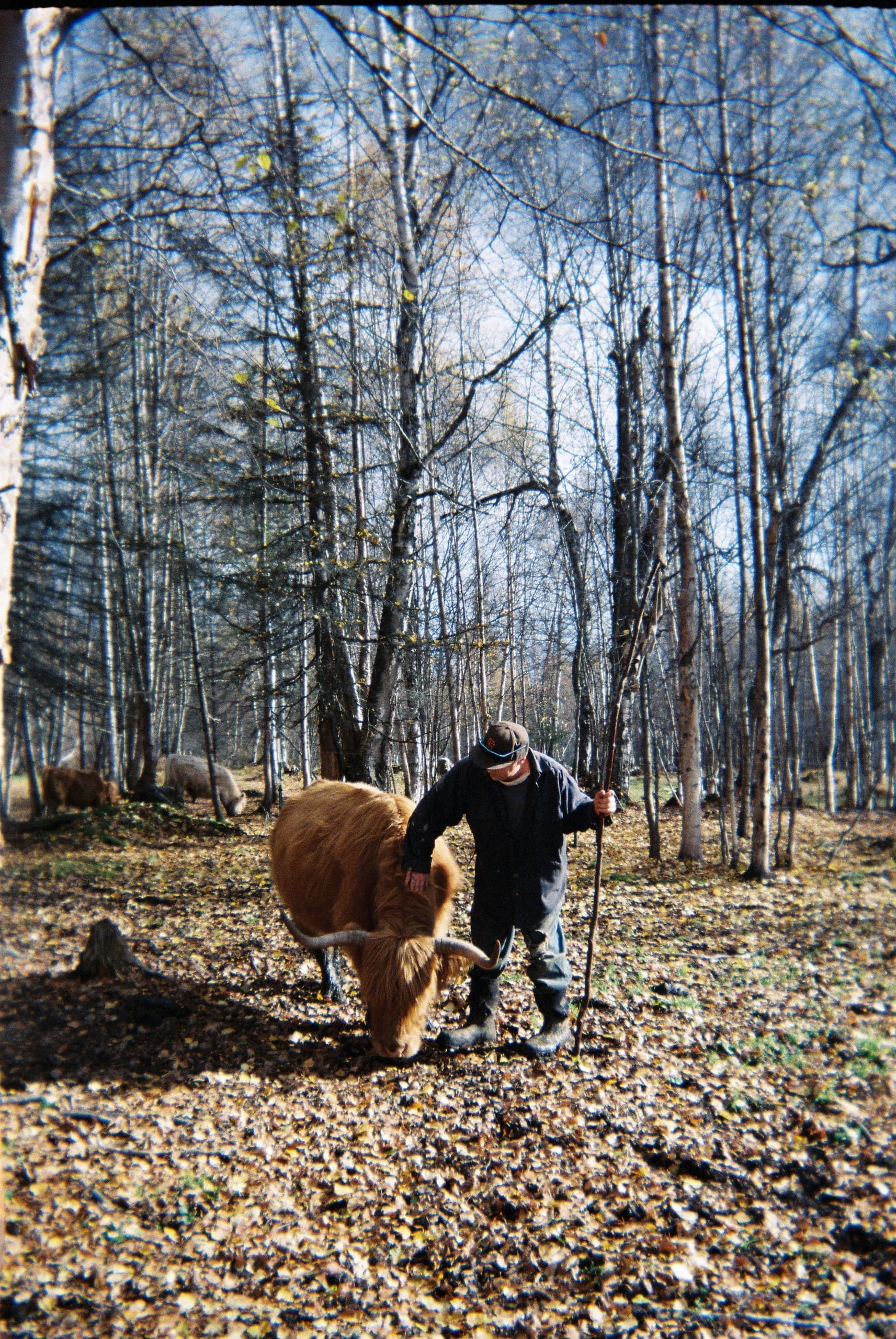 Man herding Highland cow through birch woods, outdoor farm work