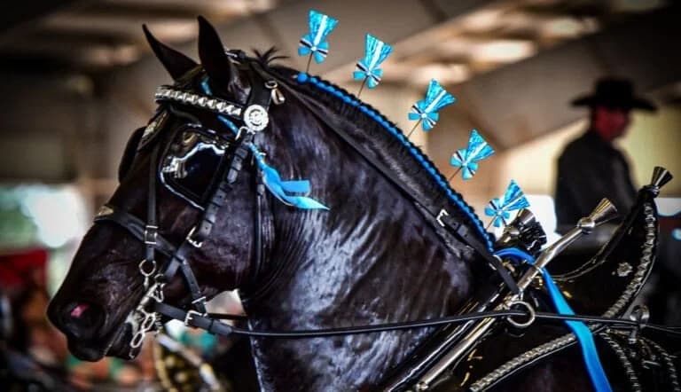 Front-Row at the Grandview Invitational: VIP Passes for Ocala's Draft Horse Spectacle
