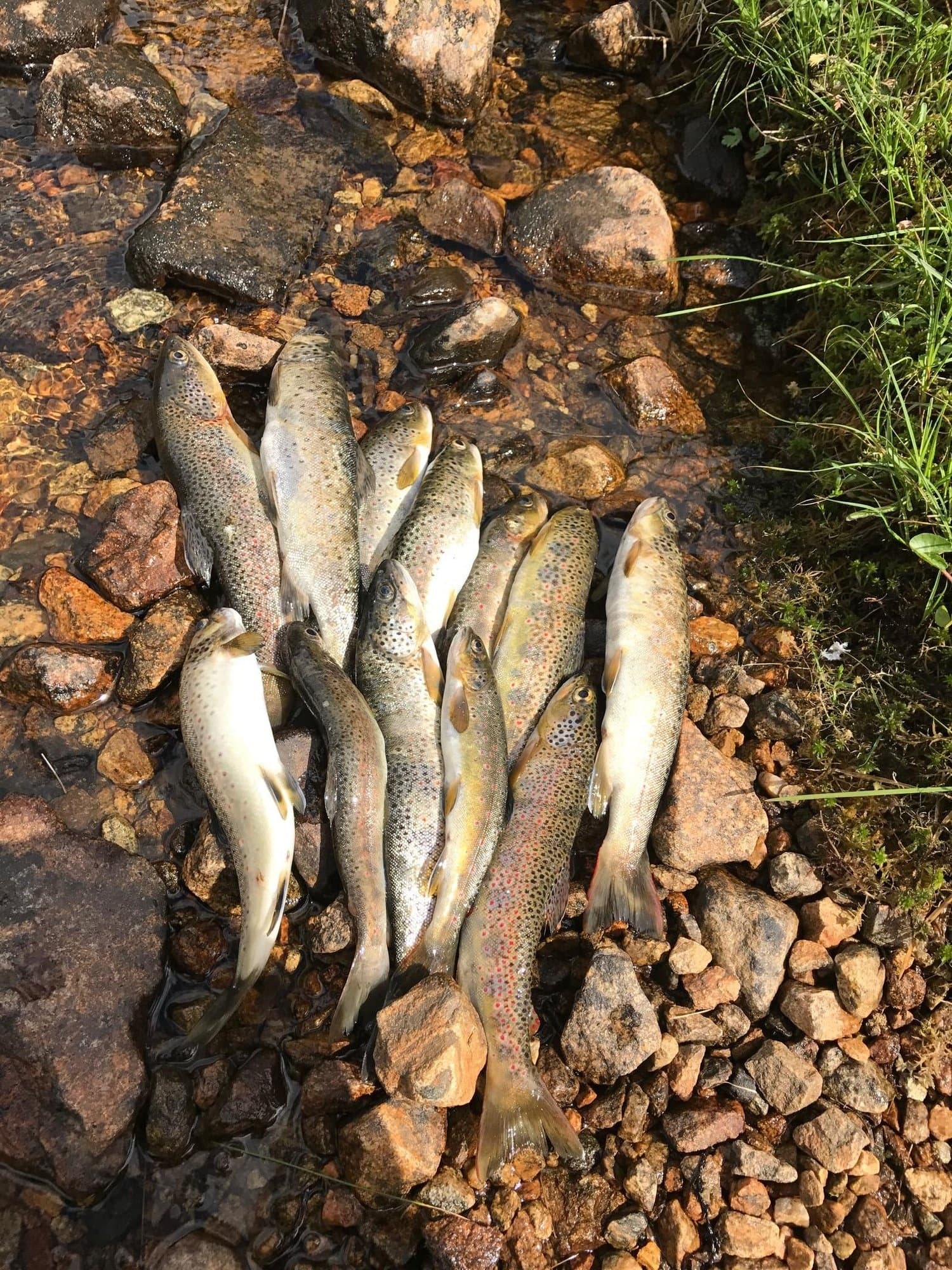 Trout Fishing at Uteplassen Sogndal’s Lakes