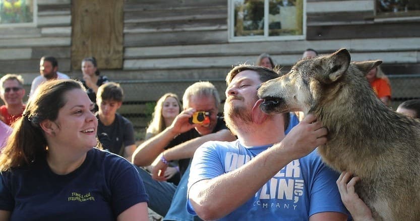 Saturday Wolf Encounter at Seacrest Wolf Preserve