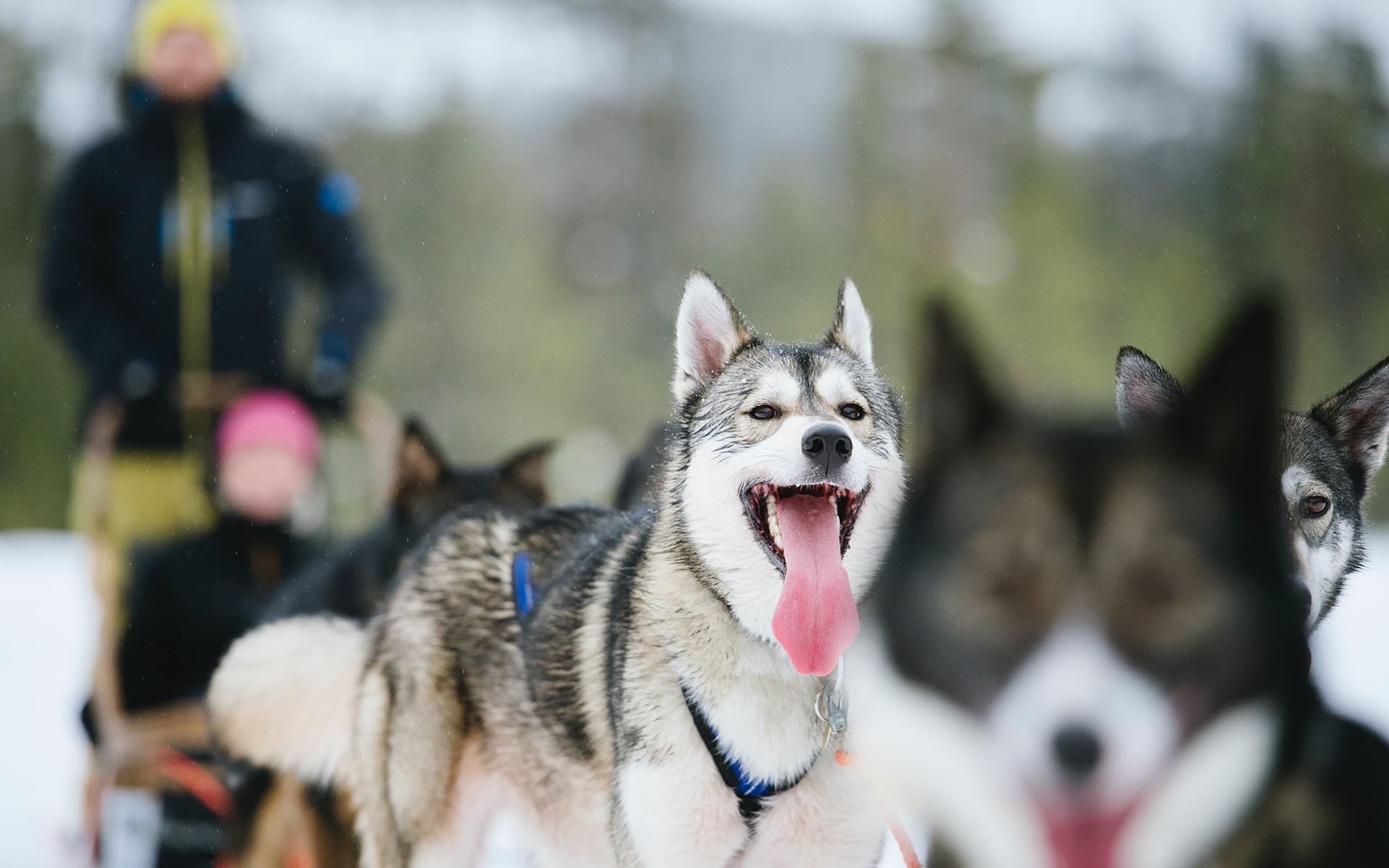 Dog Sledding Adventure with Salonki Travels in Ruka