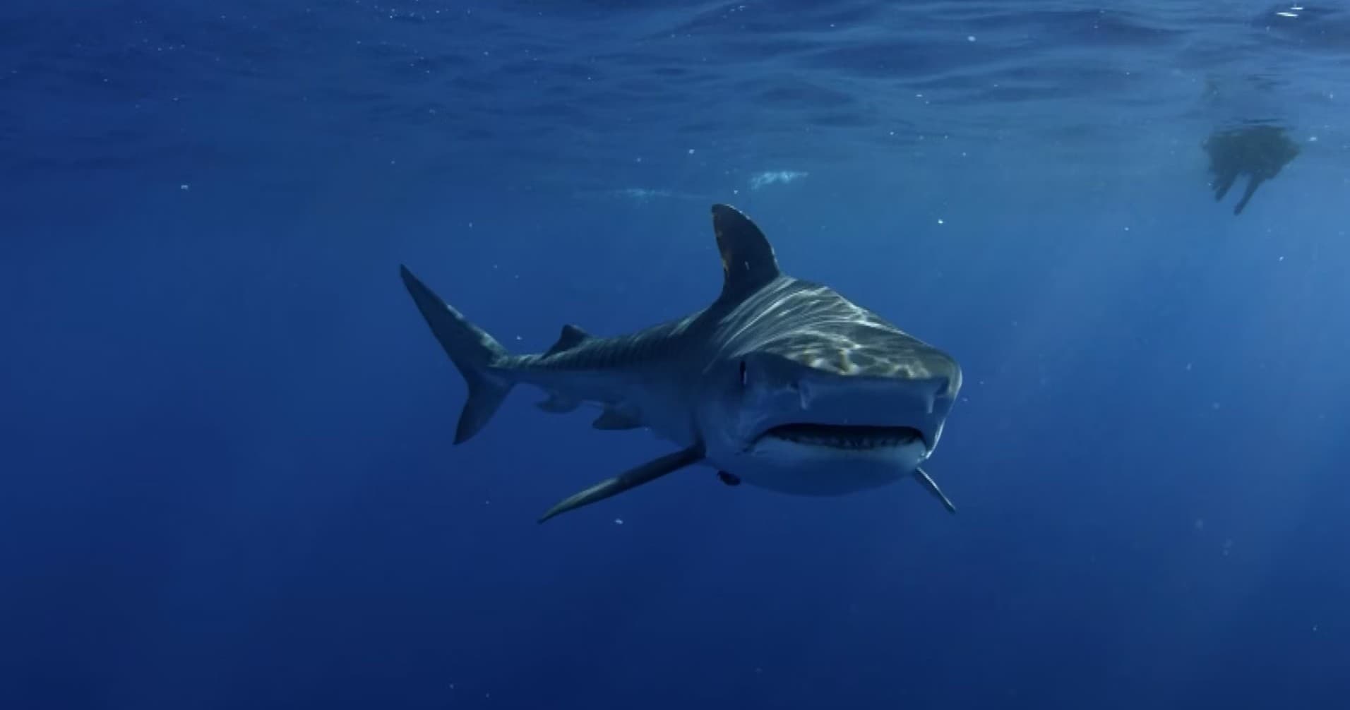 Shark Diving Adventures with Bounty Hunters on Martha's Vineyard