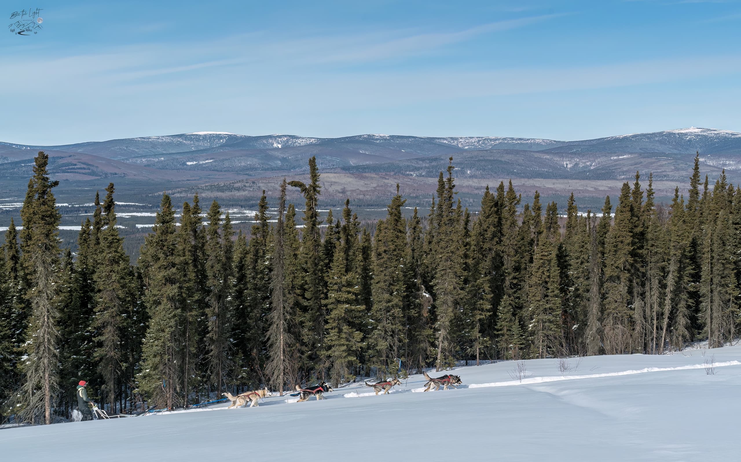 Panoramic snowy ridge with sled dogs racing across boreal forest